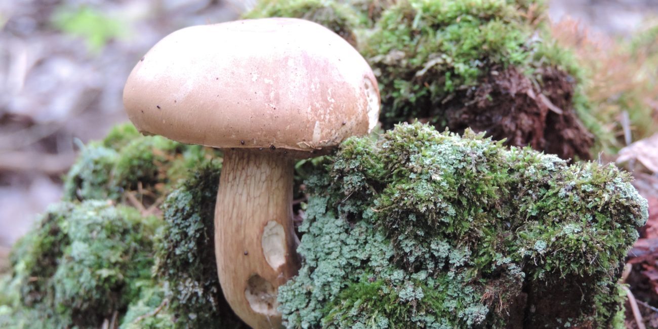 Espèce de champignons forestiers