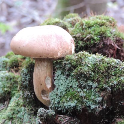 Espèce de champignons forestiers
