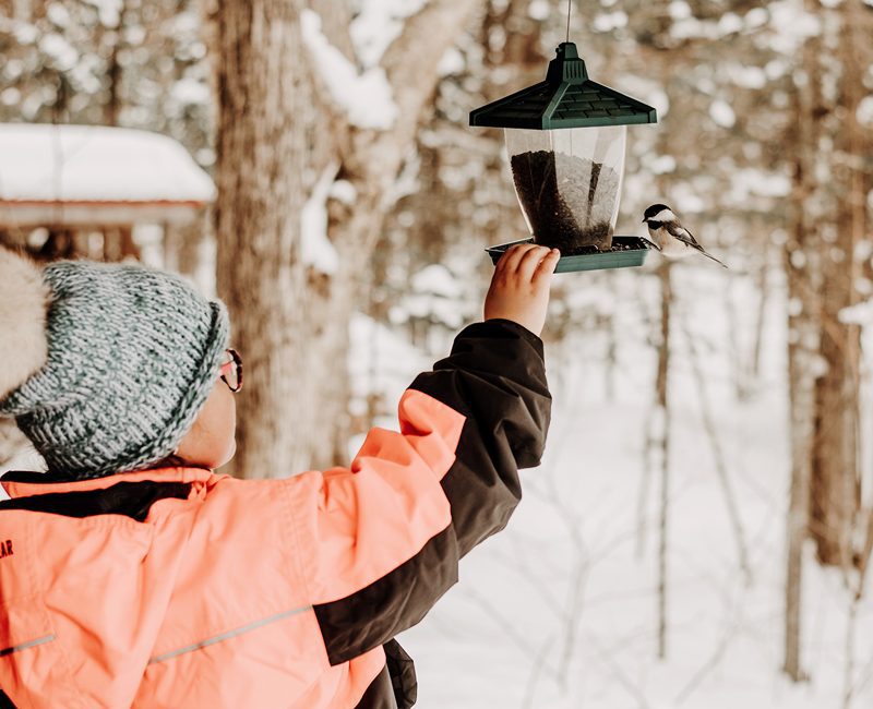 Mésange sur le balcon du refuge