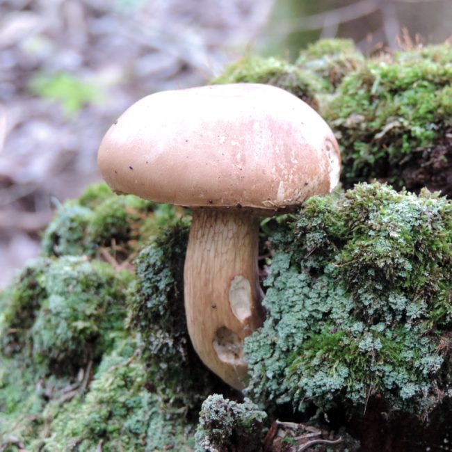 Espèce de champignons forestiers