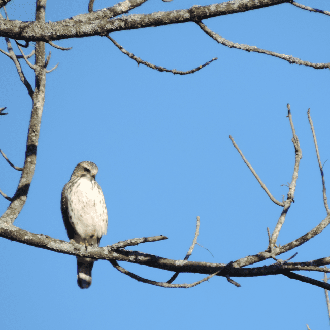 Sortie éducative sur l'identification des oiseaux
